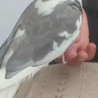 عروس هلندی گم شده محدوده کوی ثمین