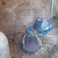 سبزمسافتی