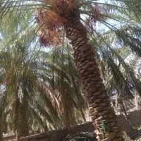 زعم باغ هستم