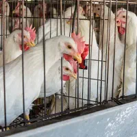 فروش مرغ تخمگذار صنعتی - آموزش و یکسال پشتیبانی