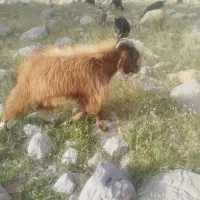 فروش 5جفت کهره نر