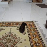 قبول واگذاری