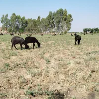 گوسفند زنده
