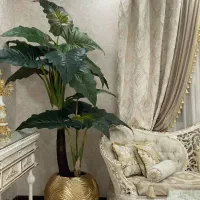 درخت بابا ادم دو تنه خارجی