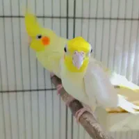 عروس هلندی مولد