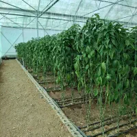 فروش گلخانه|فروش دفتر صنعتی، کشاورزی، تجاری|تیران, |دیوار