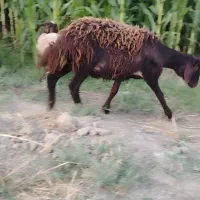 بره نر  بره قوچ