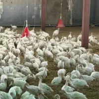 نیمچه بوقلمون بیوتی نیمچه ۶و۹