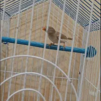 پرنده سالم نرو ماده