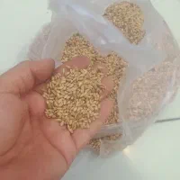 گندم‌|خدمات باغبانی و درختکاری|تاتار علیا, |دیوار