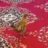 جوجه محلی