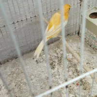 قناری ماده