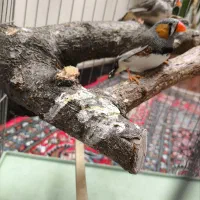 فنچ مولد و کینگ سایز