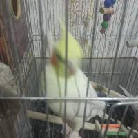 جفت مولد عروس هلندی چهار تخم با قفس|پرنده|زنجان, |دیوار