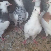 کبوتر طوقی