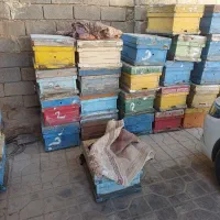 کندو زنبور عسل با قاب|حیوانات مزرعه|قیروکارزین, |دیوار