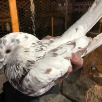 کبوتر یجایی و تکی زردی ،سرخ سرور تهرانی طوقی|پرنده|فردیس, فردیس|دیوار