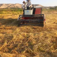 برنج اصل هاشمی  شهر لاریجان خداآفرین