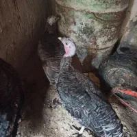 بوقلمون ماده