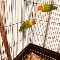 ۴ عدد کوتوله فیشر|پرنده|اصفهان, سرچشمه|دیوار