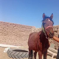 اسب|اسب و تجهیزات اسبسواری|نیمبلوک, |دیوار