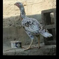 مرغ لاری افغان