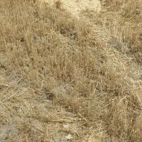 کاه گندم رستم