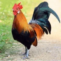 معاوضه جوجه خروس