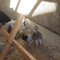 کبوتر مسافتی وانروی اردن تیلن|پرنده|میانه, |دیوار