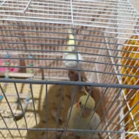 یک جفت عروس هلندی