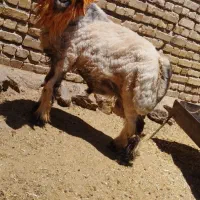 شیشک قوچ میش
