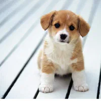 سلام یک سگ پیدا شده