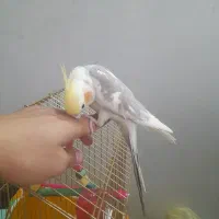 عروس هلندی|پرنده|چناران, |دیوار