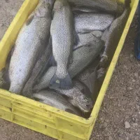 فروش ماهی قزل آلا سردابی به صورت عمده و خرده
