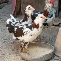 گلین|حیوانات مزرعه|مهاباد (آذربایجان غربی), |دیوار