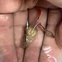 ماهی گوپی کوی بالن|ماهی|تهران, توحید|دیوار