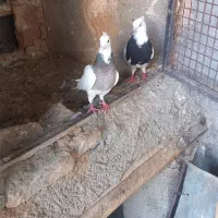 دوعدد کبوتر طوقی