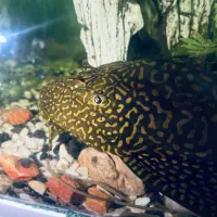 لجن خوار آکواریوم|ماهی|رشت, سلیمانداراب|دیوار