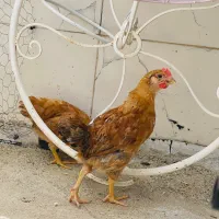 جوجه مرغ و جوخه خروس،مرغ و خروس محلی