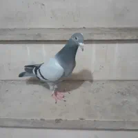 کفتر صید   کبوتر