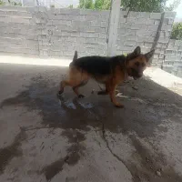 سگ ژرمن|سگ|سی‌سخت, |دیوار