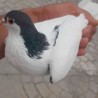 یال خوش تخم و جوجه دوست