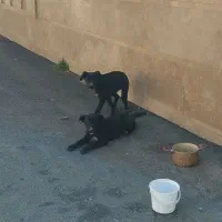 دوتا سگ شیش ماهه ماده