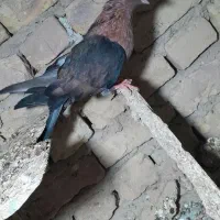 ارشینگل ماده