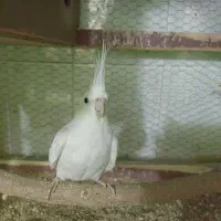 عروس هلندی نر آلبینو سخنگو