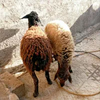 دوراس بره نر  نیم گوشت مخصوص داشت یا کشتار|حیوانات مزرعه|جوادآباد, |دیوار