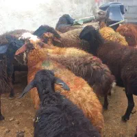 ۲۰ تا میش جوان|حیوانات مزرعه|دهگلان, |دیوار