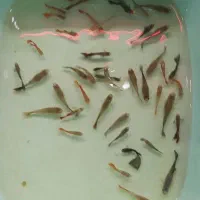 ماهی گوپی مولد