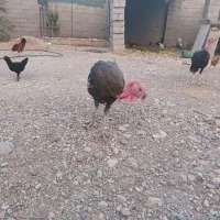 تعدادی خروس و بو قلمو