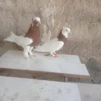 کبوتر طوقی|پرنده|شیراز, گلستان|دیوار